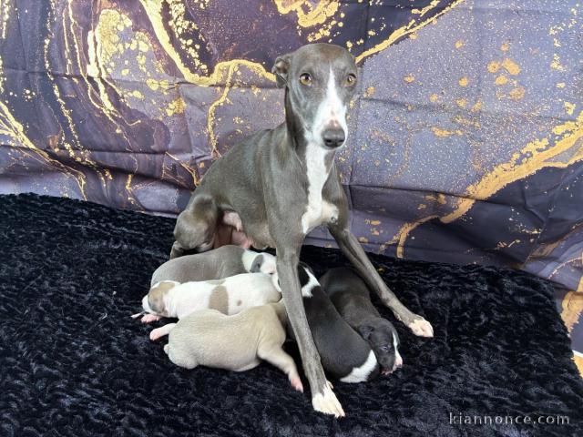 Chiot whippet a été vérifiée 