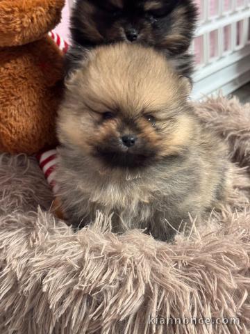 Chiot spitz allemand race pure 