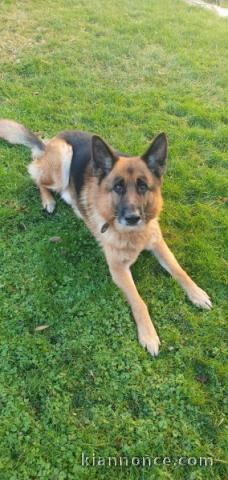 Adoption chiot berger allemand disponible 