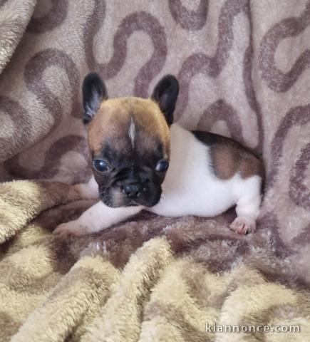 À adopter chiot bouledogue français 