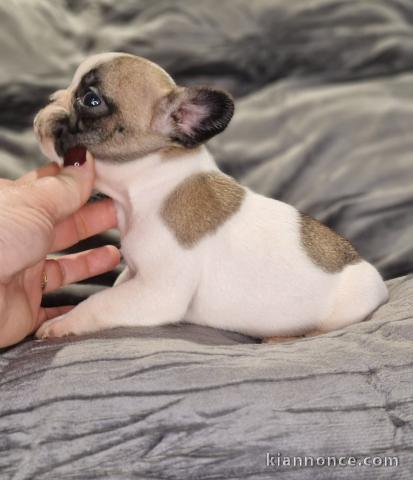 Dons bébé chiot bouledogue français 