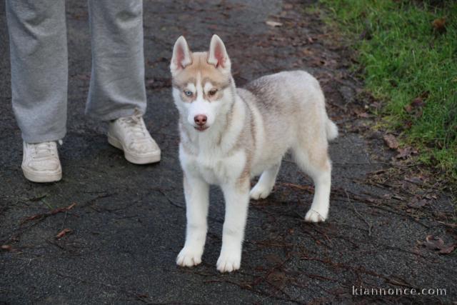 Je donne chiot type husky sibérien 