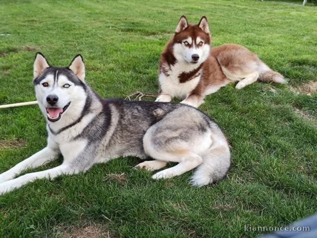 Magnifique chiot husky sibérien 