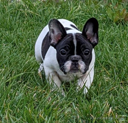 Je donne chiot bouledogue français 