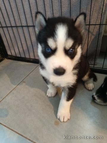 Je donne chiot husky sibérien 