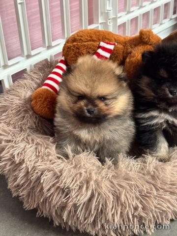 Adorable chiot type spitz allemand 