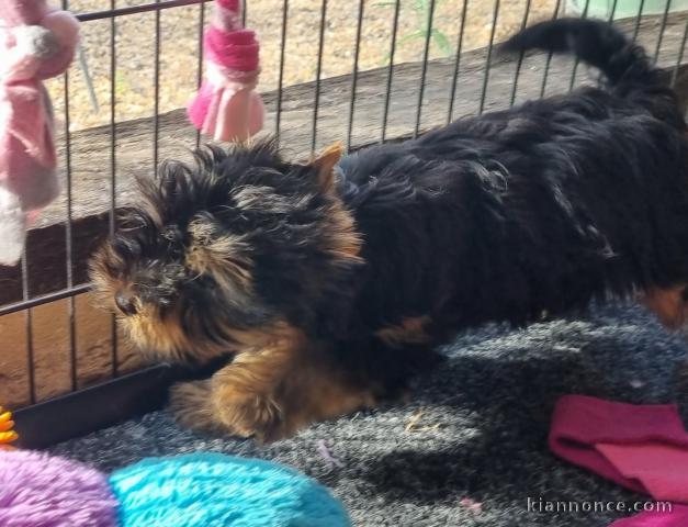 Je donne chiot Yorkshire terrier 