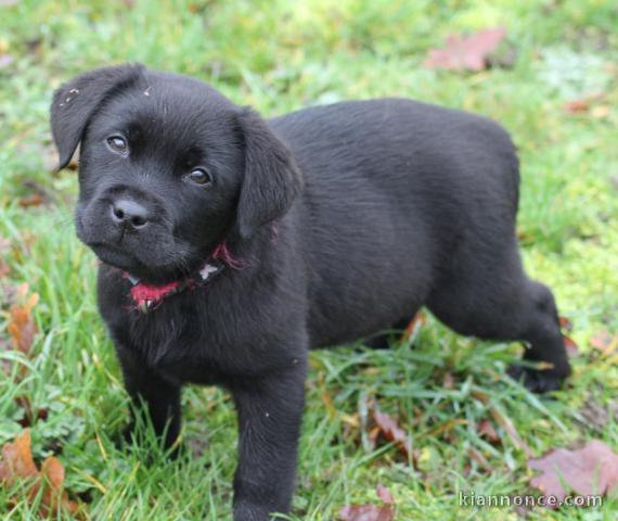 chiot type labrador retriever disponible 