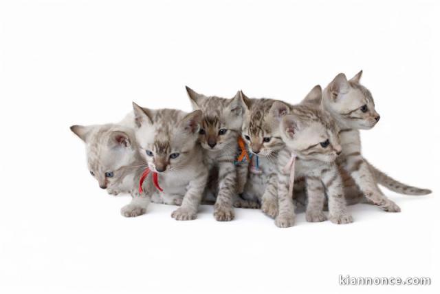 Bébé chaton Bengal mâle et femelle disponible 