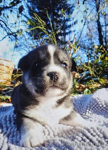 adorable chiot labrador retriever mâle a donner 