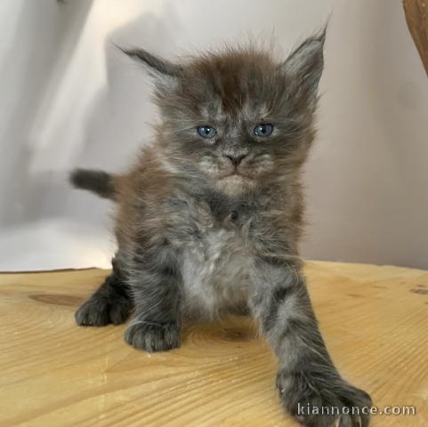 je donne chaton Maine coon 