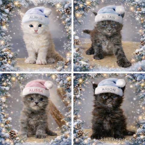 bébé chaton maine coon 