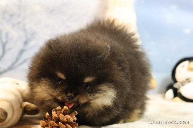 je donne chiot spitz allemand 