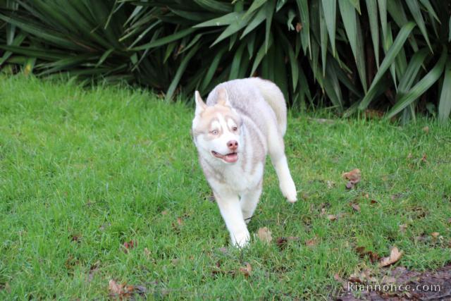 bébé chiot husky sibérien à donner 