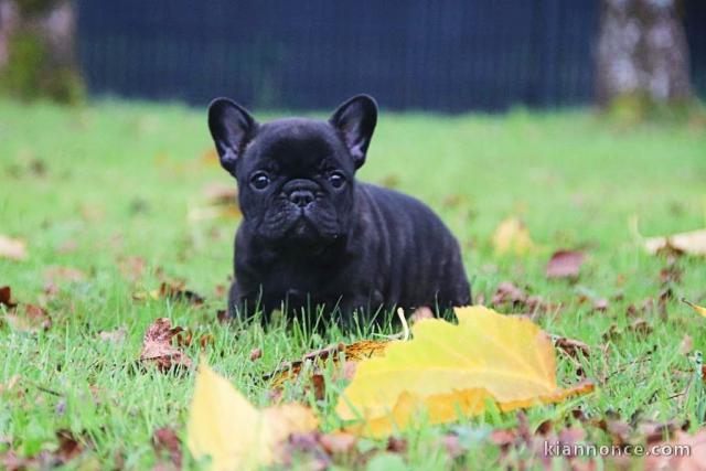 adorable chiot bouledogue français à donner 