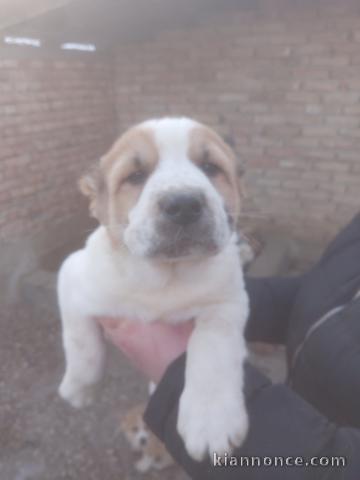Chien de Berger d’Asie Centrale – Chiots