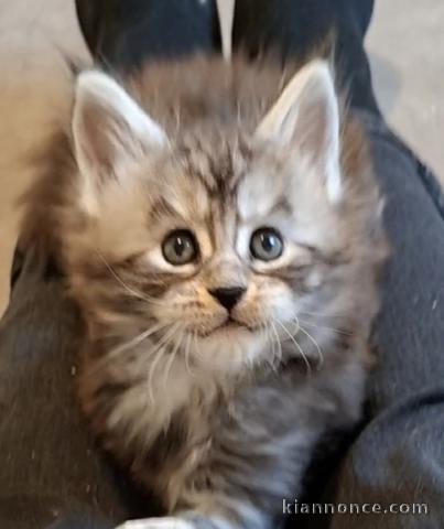 je donne chaton Maine coon femelle 