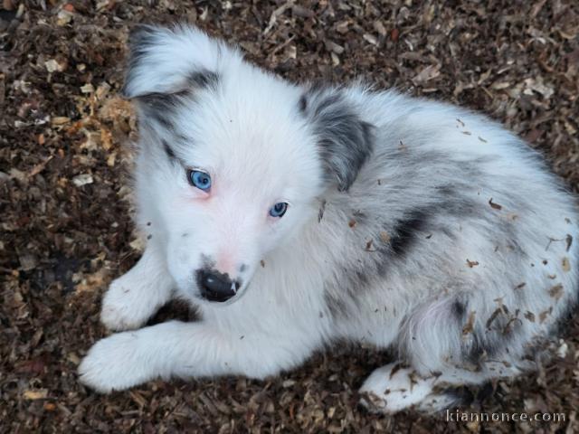 chiot type berger australien disponible à partir 