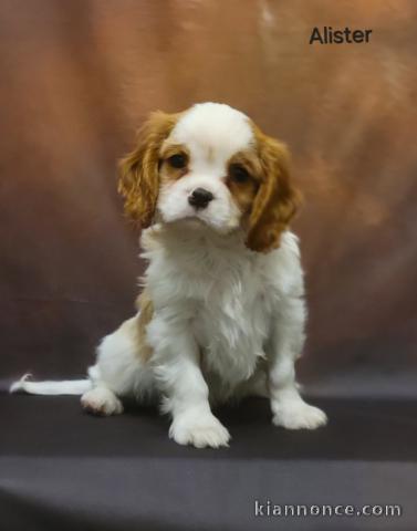 à donner chiot cavalier king charle disponible 