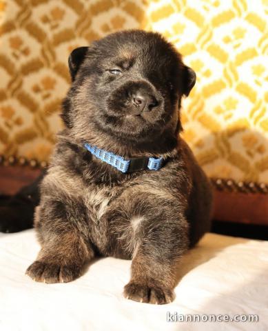 je donne chiot berger allemand disponible 