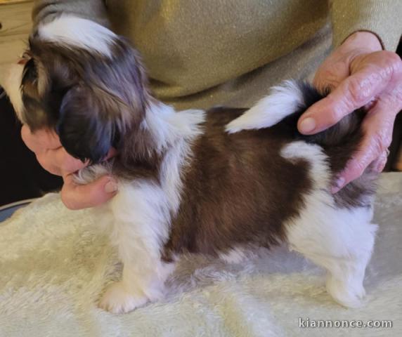 à partir chiot Shih Tzu lof 