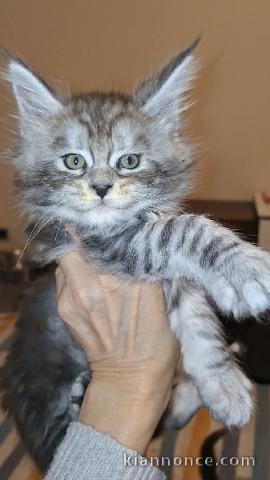 je donne chat Maine coon femelle 