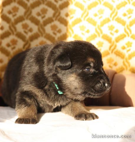 magnifique chiot berger allemand disponible 