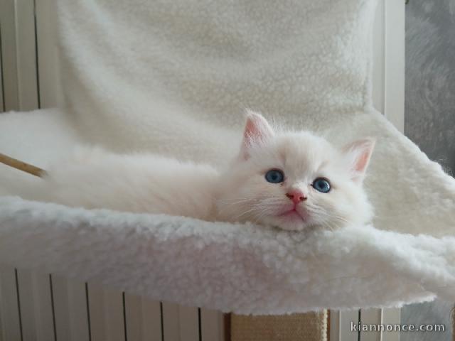 Magnifique chaton ragdoll à donner 