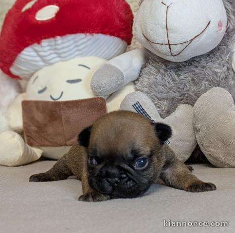 Adorable chiot bouledogue français 