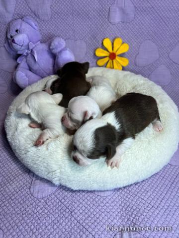 Adoption chiot chihuahua disponible 