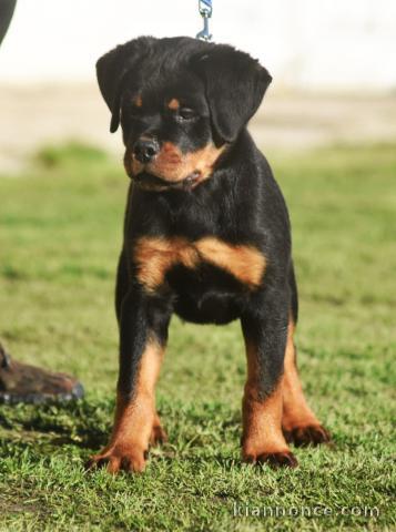 Je donne chiot rottweiler 