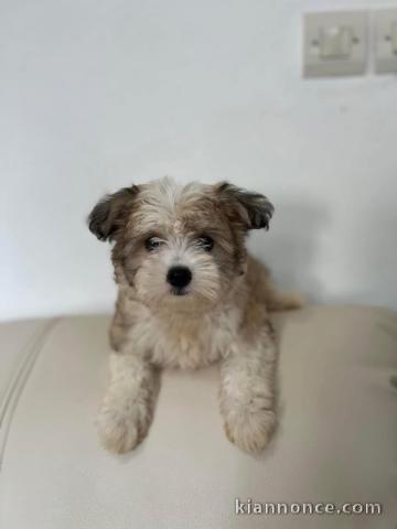 Bichon maltais disponible 