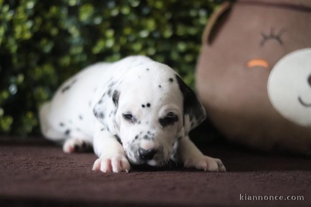 Je donne chiot dalmatien a donner 