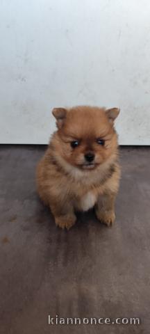 Je donne chiot spitz allemand 