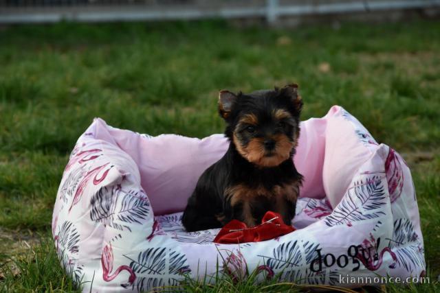 Je donne chiot Yorkshire terrier 