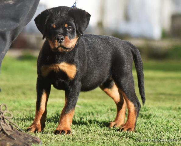 Je donne chiot rottweiler disponible 