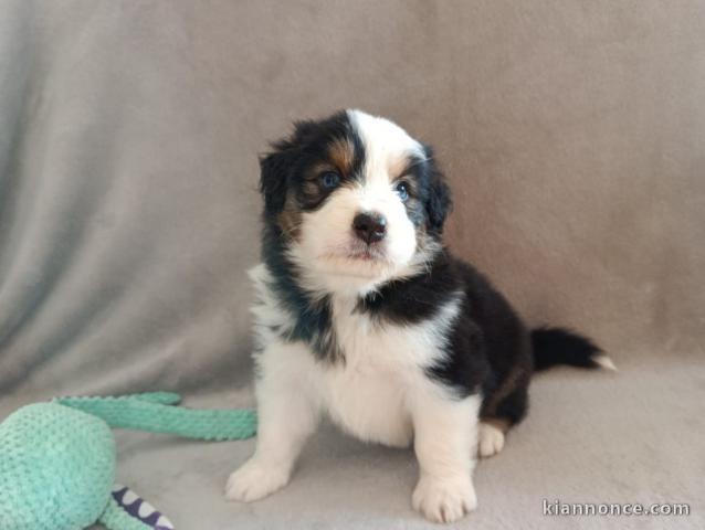 je donne chiot berger australien 