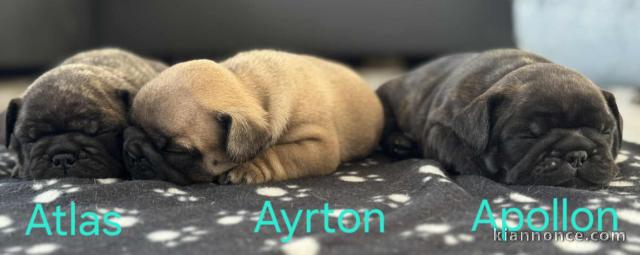 je donne chiot bouledogue français disponible 
