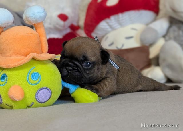 à adopter un chien bulldog français 
