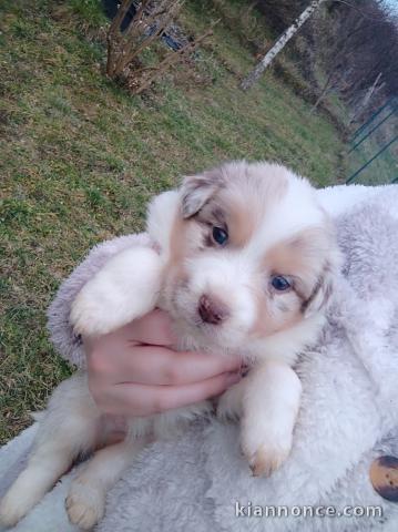 je donne chiot berger australien disponible 