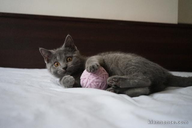 magnifique chaton châtreux disponible 