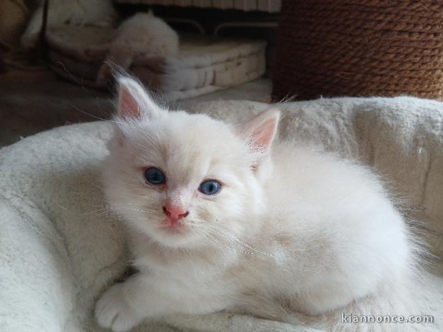 adorable chaton ragdoll femelle a donner 