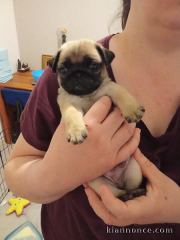 je donne chiot type carlin disponible 