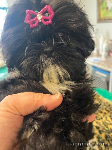 je donne chiot Shih Tzu lof mâle 