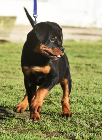 je donne chiot rottweiler urgent 