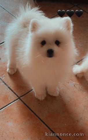 je donne chiot spitz japonais 