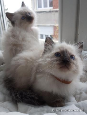 Très beau chaton ragdoll à adopter sûr paris 
