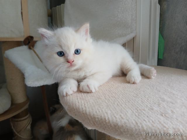 À adopter chaton ragdoll 