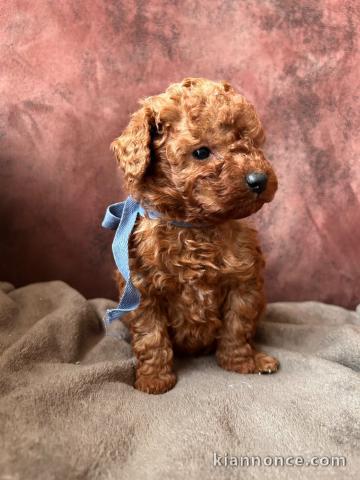 je donne chiot caniche disponible 