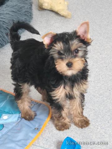 chiot Yorkshire femelle pour adoption 